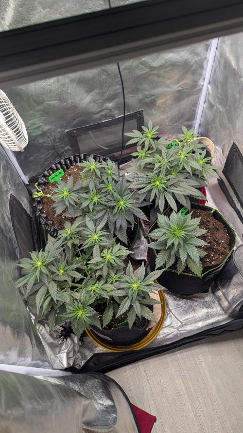 Night Owl Winter Run. Week 5