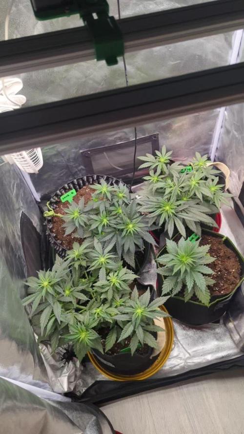 Night Owl Winter Run