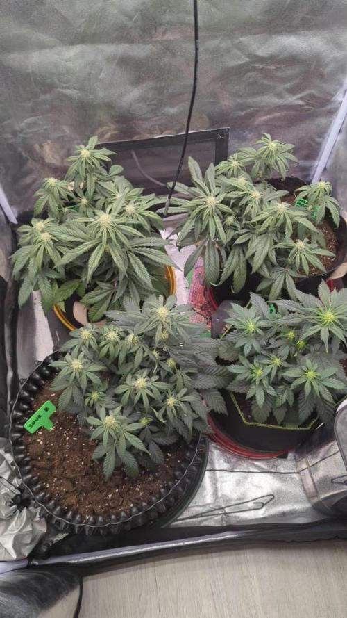 Night Owl Winter Run