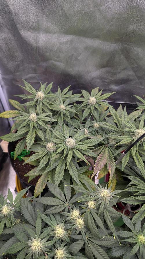 Night Owl Winter Run. Week 7