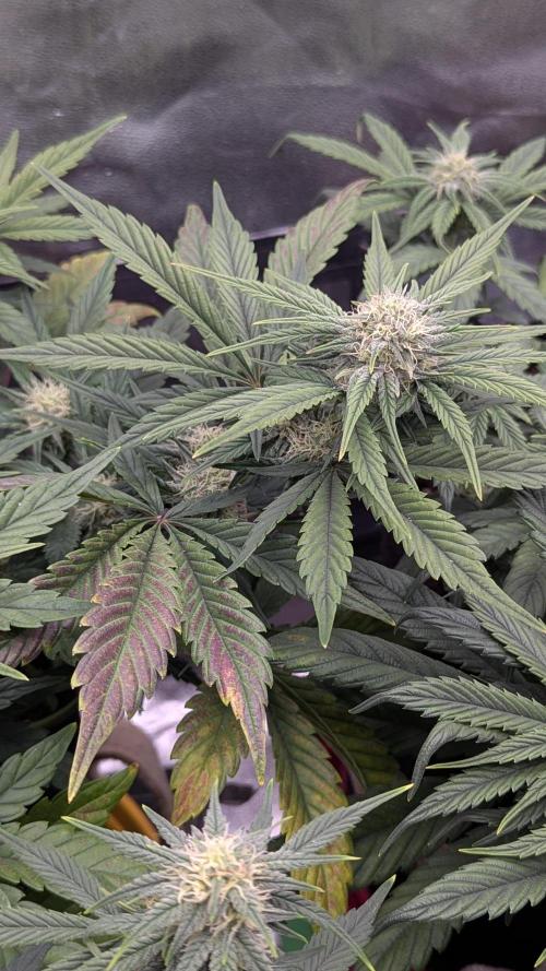 Night Owl Winter Run. Week 7