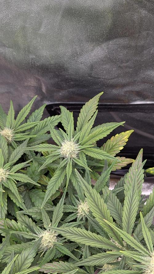 Night Owl Winter Run. Week 7