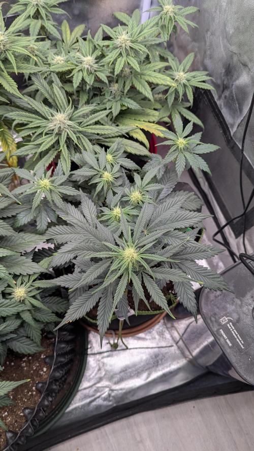 Night Owl Winter Run. Week 7