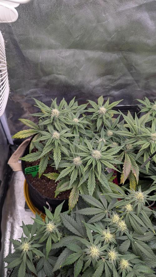 Night Owl Winter Run. Week 7