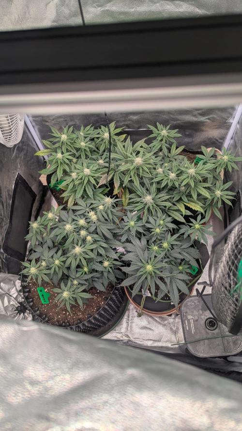 Night Owl Winter Run. Week 7