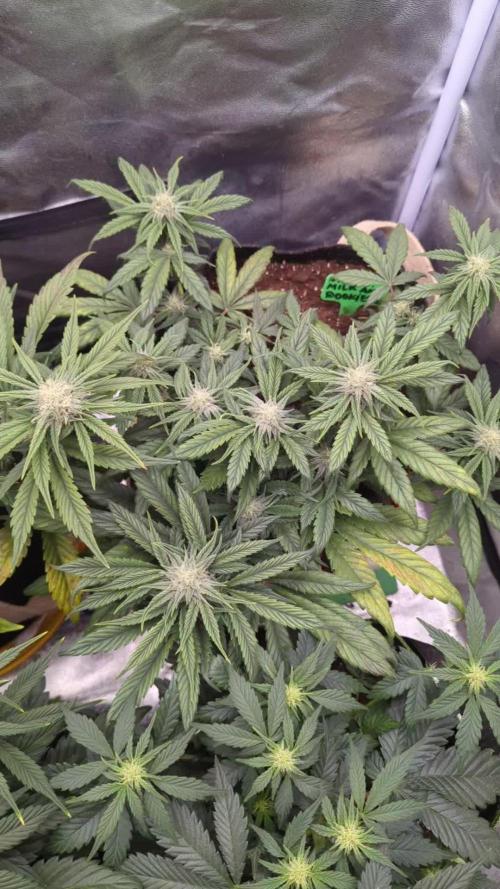 Night Owl Winter Run