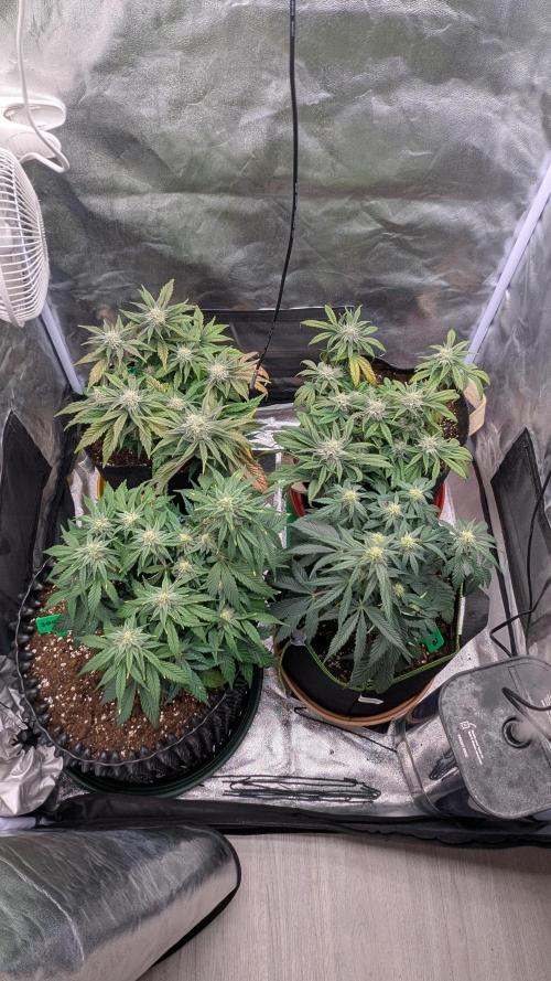 Night Owl Winter Run. Week 8