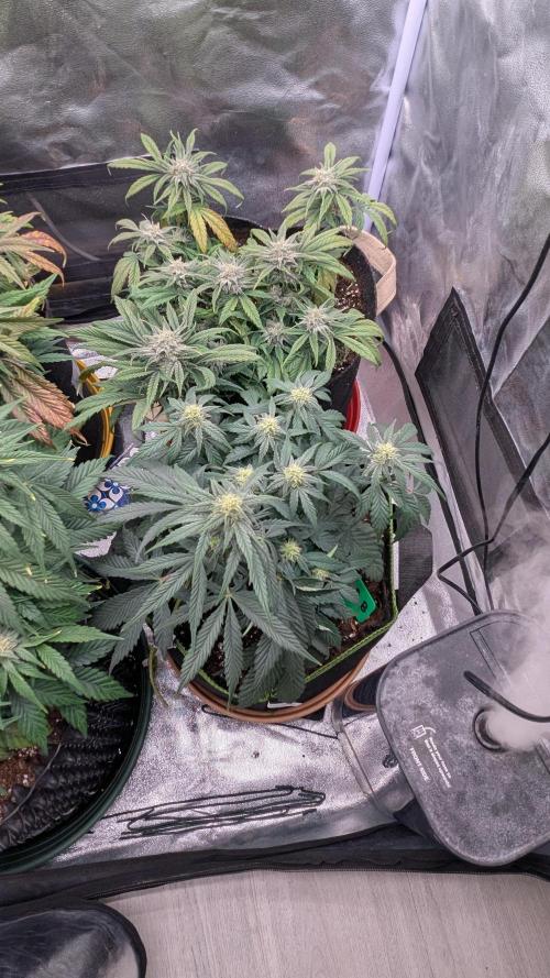 Night Owl Winter Run. Week 8