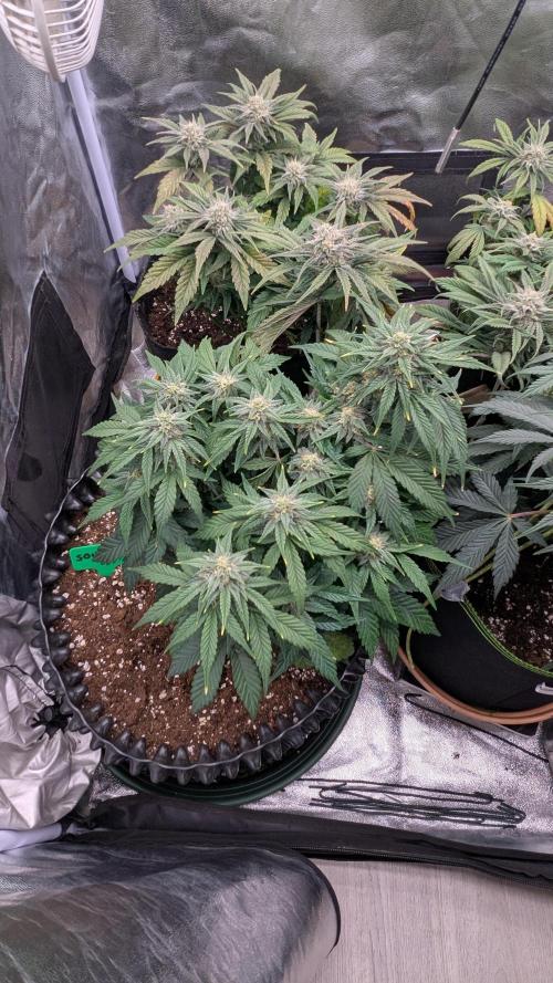 Night Owl Winter Run. Week 8