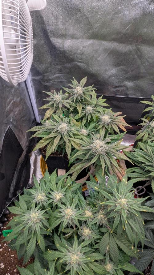 Night Owl Winter Run. Week 8