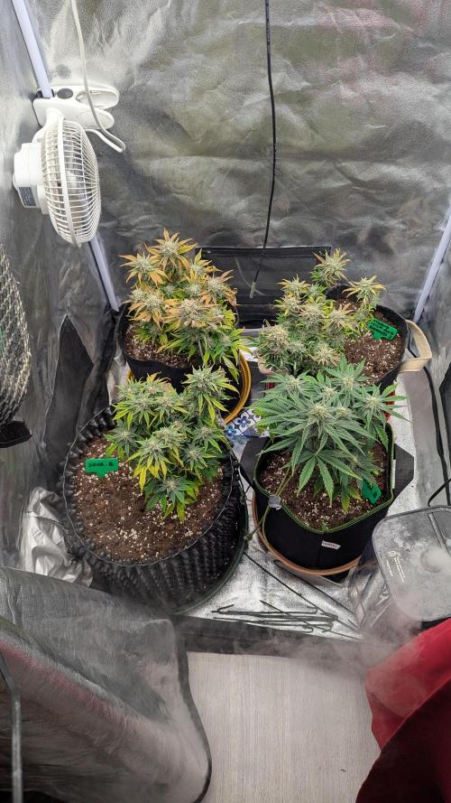 Night Owl Winter Run. Week 9