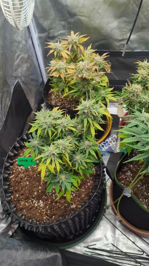 Night Owl Winter Run