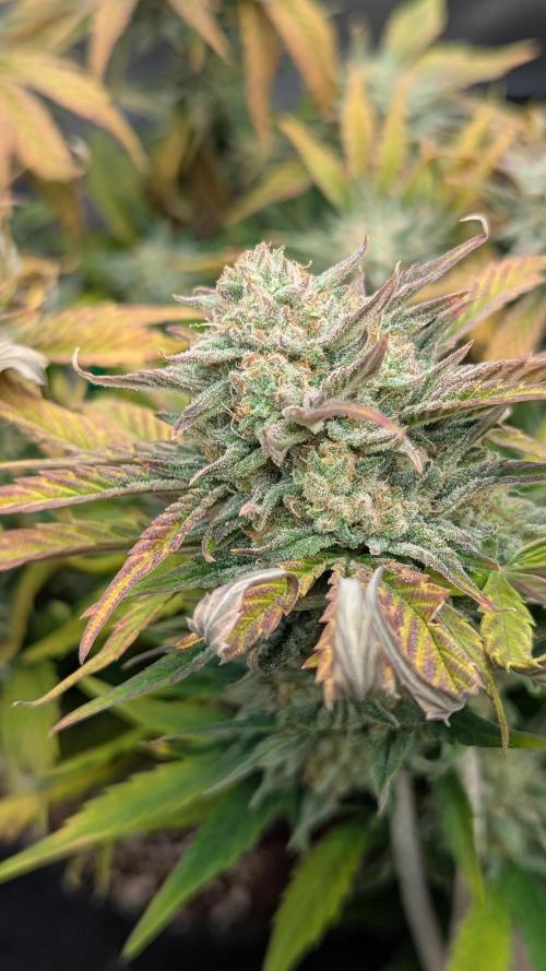 Night Owl Winter Run. Week 9