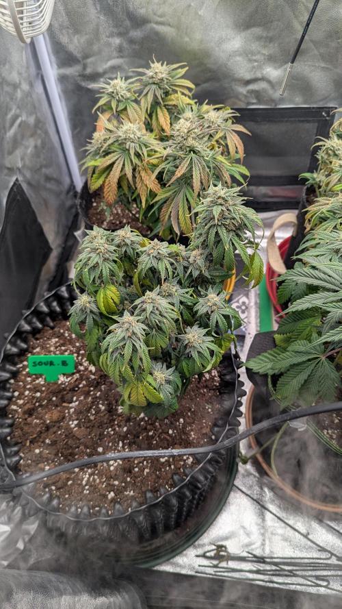 Night Owl Winter Run. Week 9