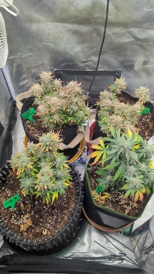 Night Owl Winter Run