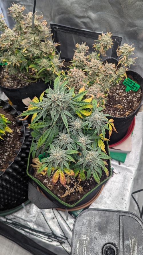 Night Owl Winter Run. Week 10