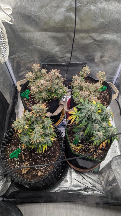 Night Owl Winter Run. Week 10