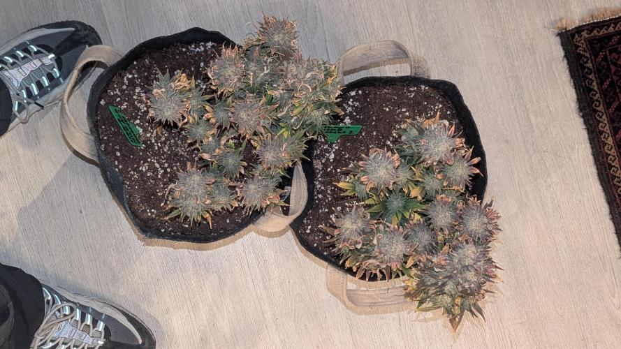 Night Owl Winter Run. Week 11