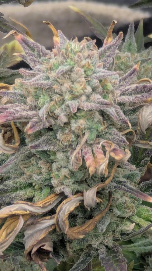 Night Owl Winter Run. Week 11