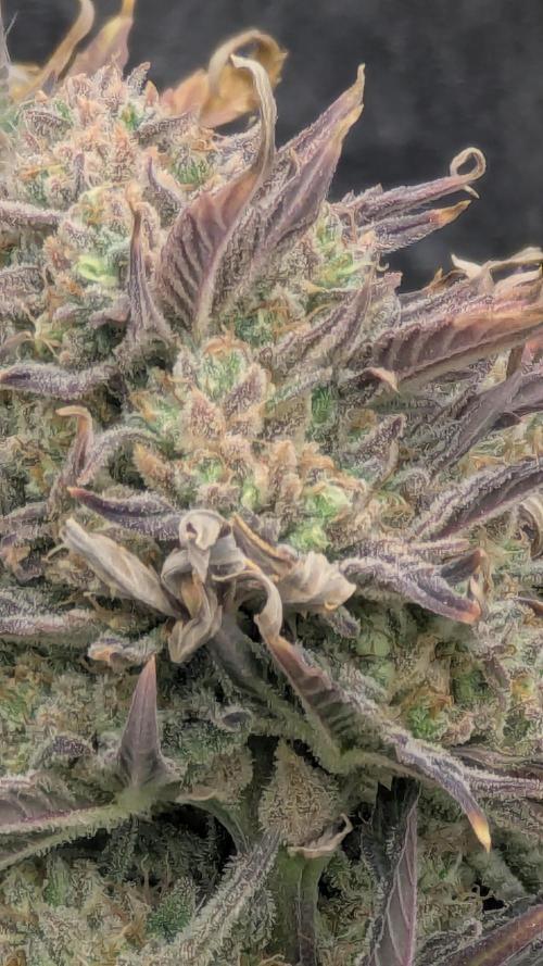 Night Owl Winter Run. Week 11