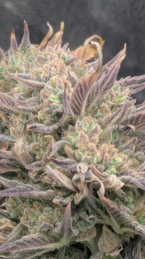 Night Owl Winter Run. Week 11