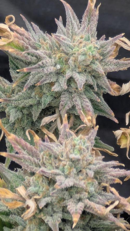 Night Owl Winter Run. Week 11