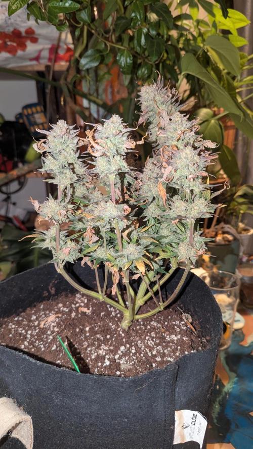 Night Owl Winter Run. Week 11