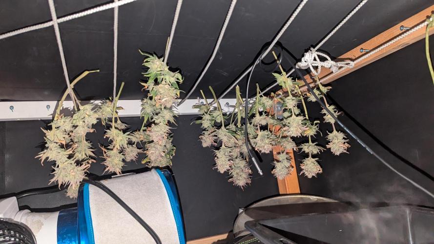 Night Owl Winter Run. Week 11