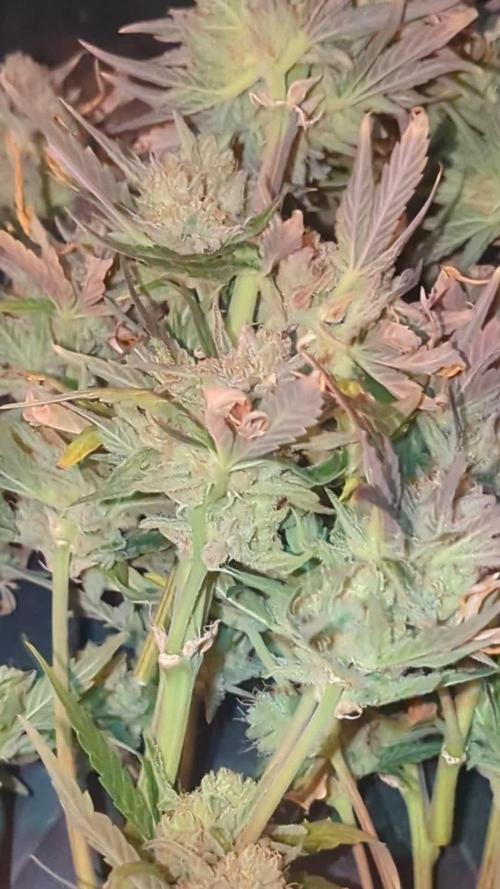 Night Owl Winter Run