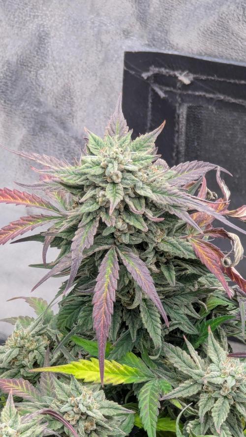 Night Owl Winter Run. Week 11