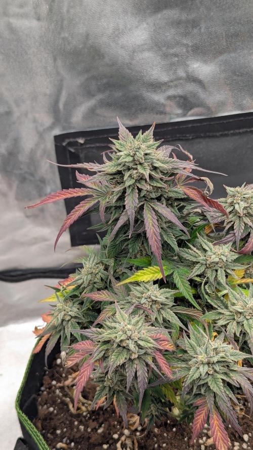 Night Owl Winter Run. Week 11