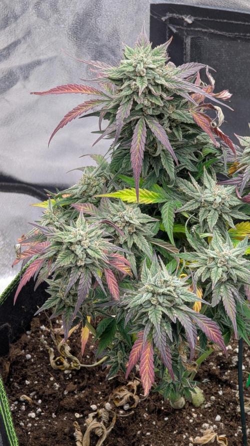 Night Owl Winter Run. Week 11