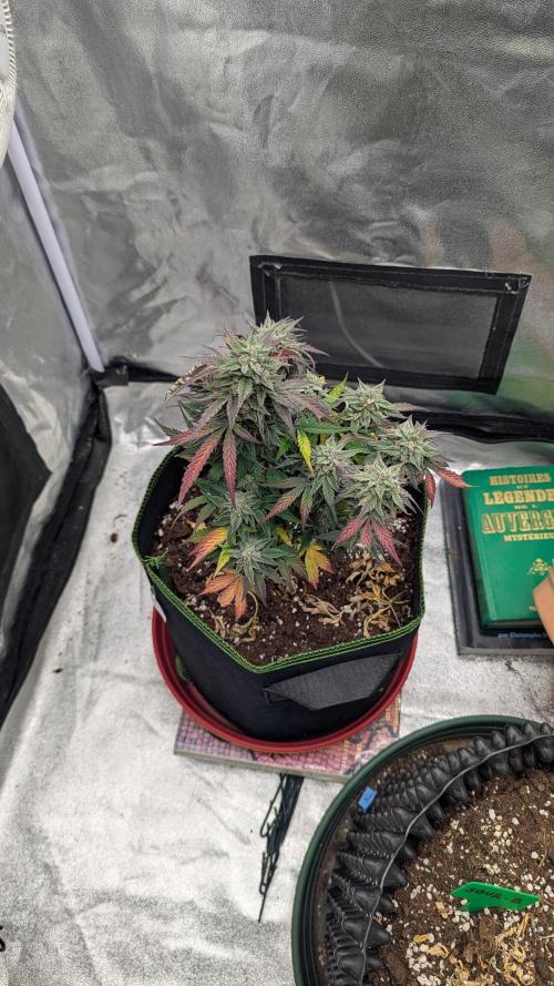 Night Owl Winter Run. Week 11