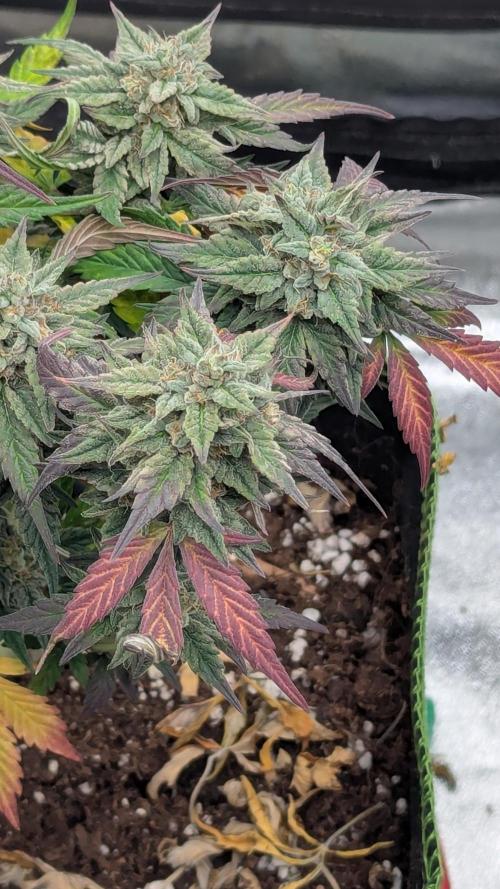 Night Owl Winter Run. Week 11