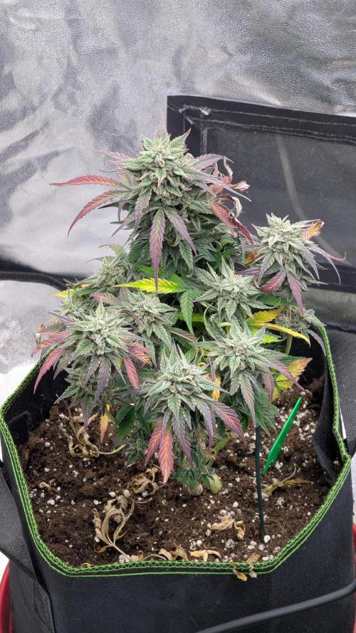 Night Owl Winter Run. Week 12