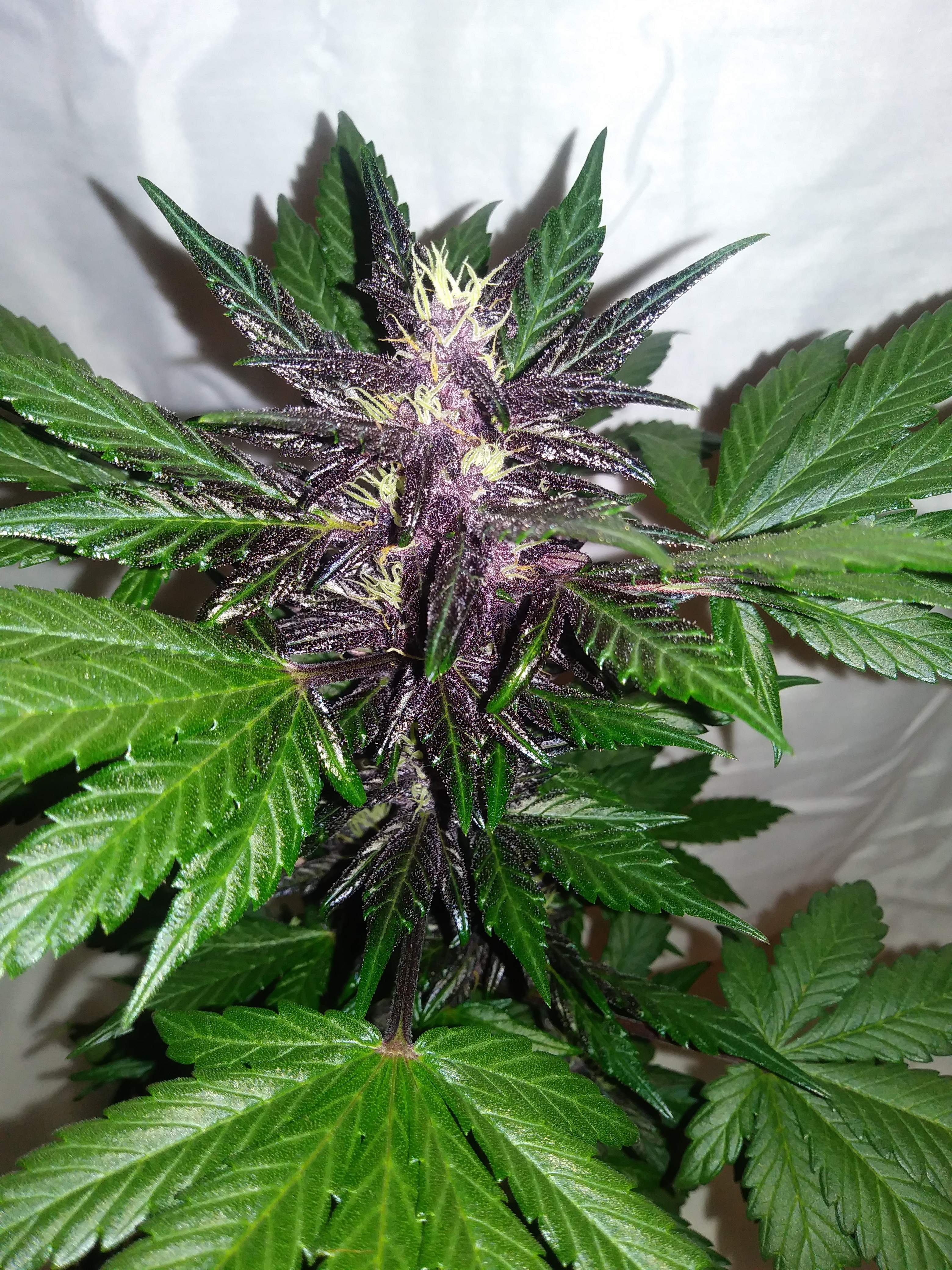 Seedstockers Purple Punch Autoflower grow journal week7 by