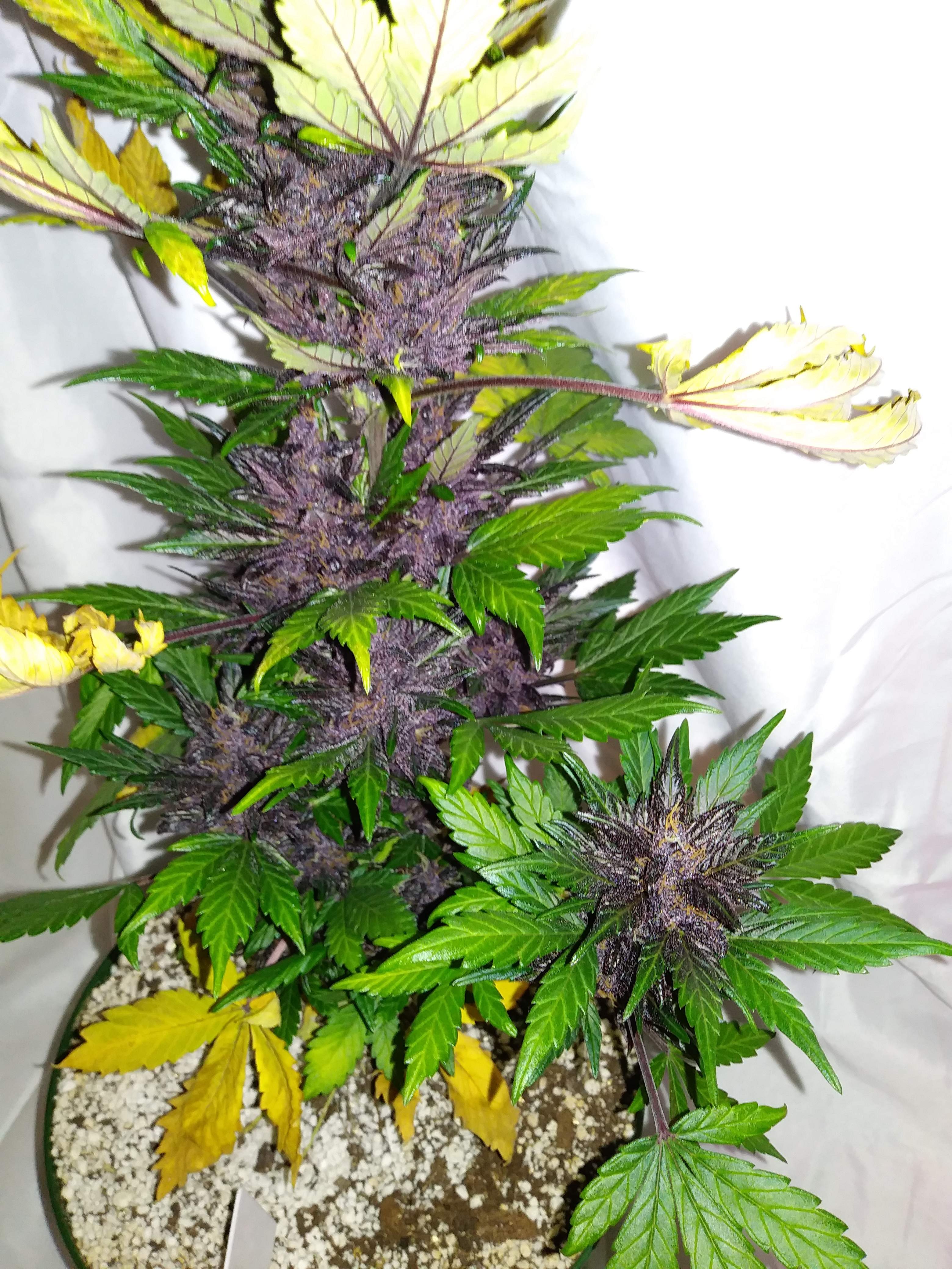 Seedstockers Purple Punch Autoflower grow journal week10 by