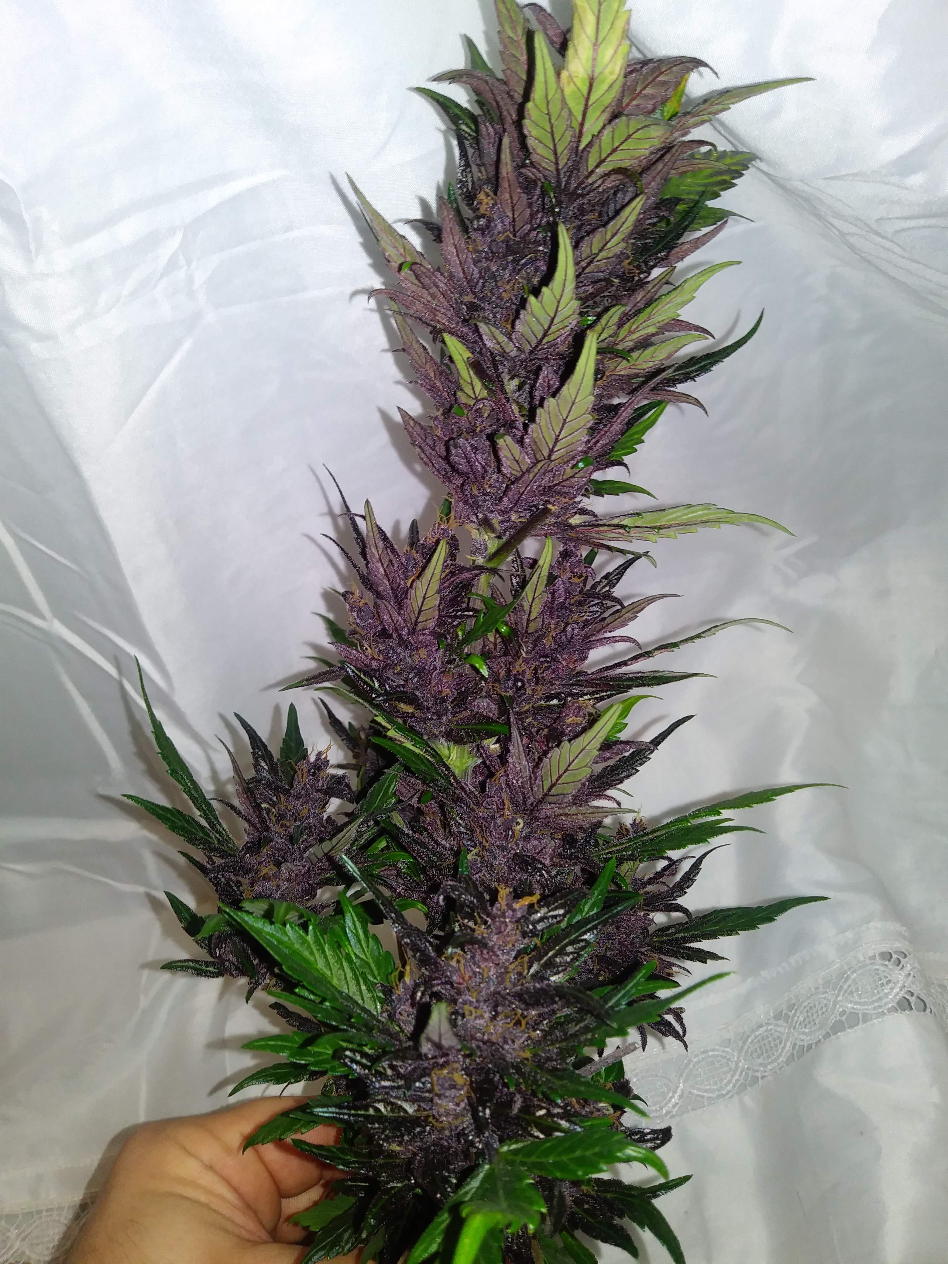 Seedstockers Purple Punch Autoflower grow diary (journal) harvest10 by