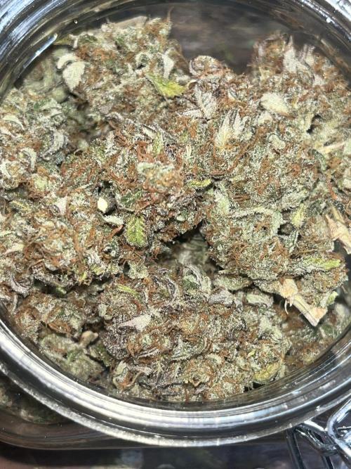 Piggy Parmesan. Week 10