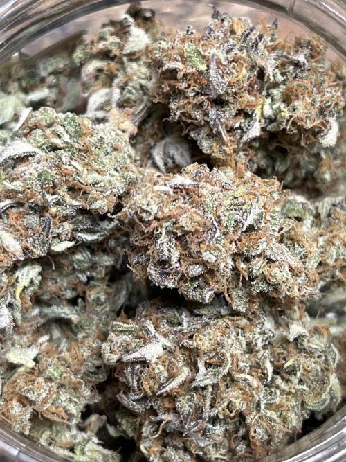 Piggy Parmesan. Week 10