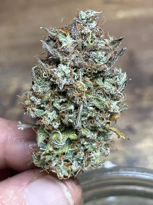 Piggy Parmesan. Week 10