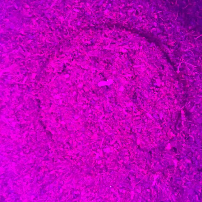 First grow. Week 1 - And we have life