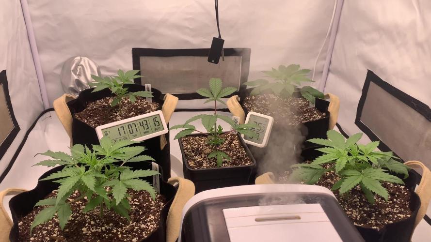 3.Grow: 4xAuto’s von Fastbuds