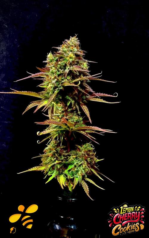 3.Grow: 4xAuto’s von Fastbuds