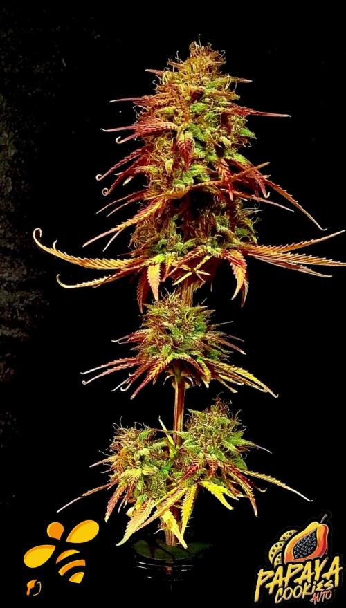 3.Grow: 4xAuto’s von Fastbuds