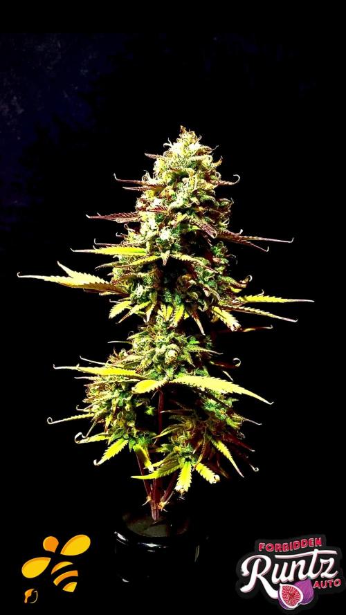 3.Grow: 4xAuto’s von Fastbuds