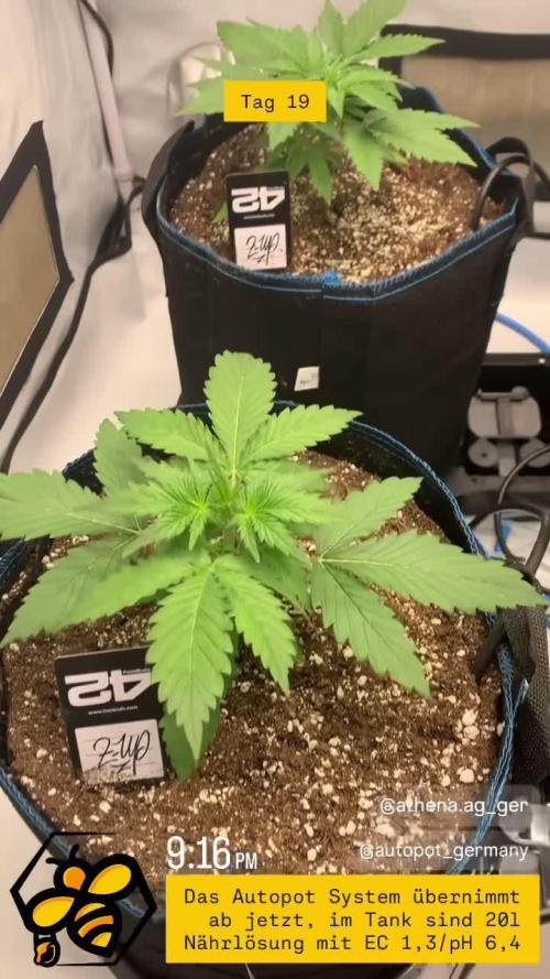 5.Grow: NewSetup Testrun 4 Fastbuds Aut.