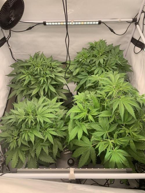 5.Grow neuer Test Lauf😅🏼. Week 4 - 2.11.-11:15