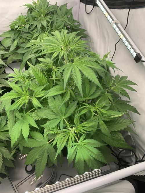 5.Grow neuer Test Lauf😅🏼. Week 4 - 2.11.-11:15 Papaya Cookies