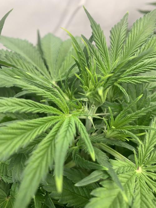 5.Grow neuer Test Lauf😅🏼. Week 4 - 2.11.-11:15 Z-Up